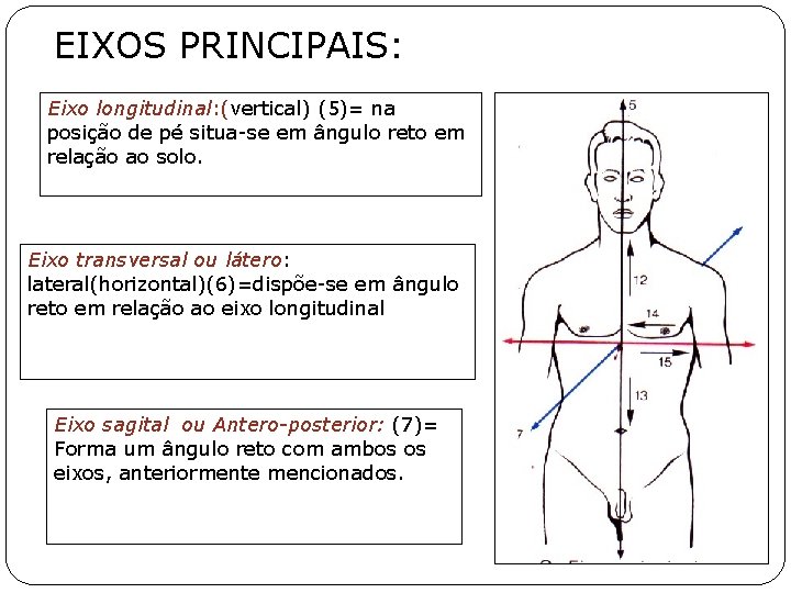 EIXOS PRINCIPAIS: Eixo longitudinal: (vertical) (5)= na posição de pé situa-se em ângulo reto