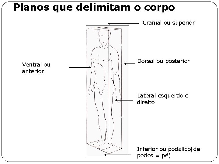 Planos que delimitam o corpo Cranial ou superior Ventral ou anterior Dorsal ou posterior