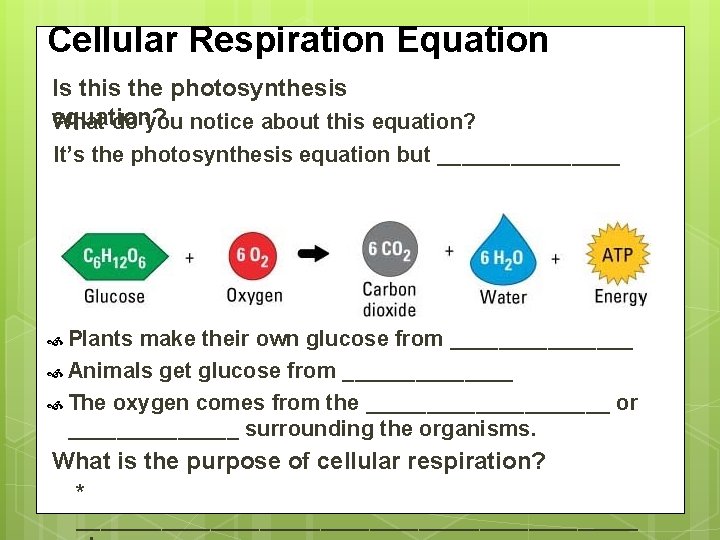 Cellular Respiration Equation Is this the photosynthesis equation? What do you notice about this
