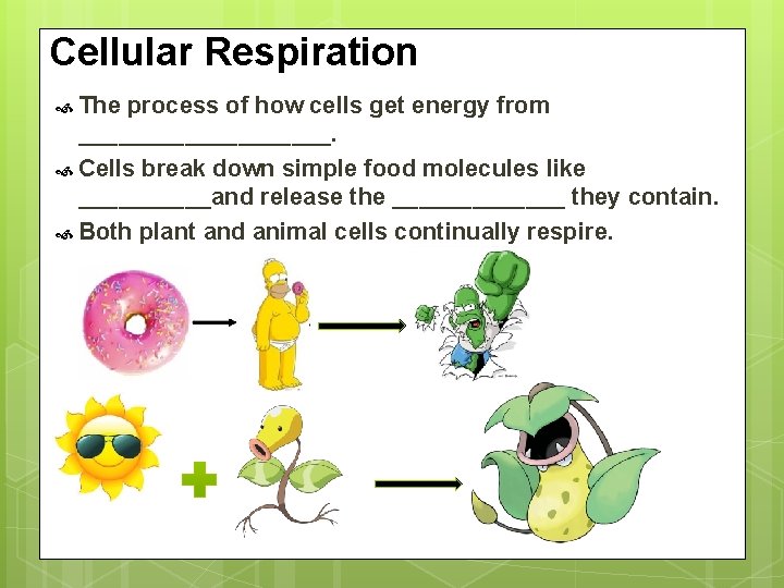 Cellular Respiration The process of how cells get energy from __________. Cells break down