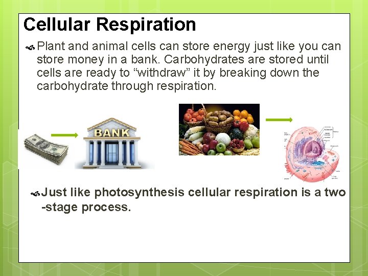 Cellular Respiration Plant and animal cells can store energy just like you can store