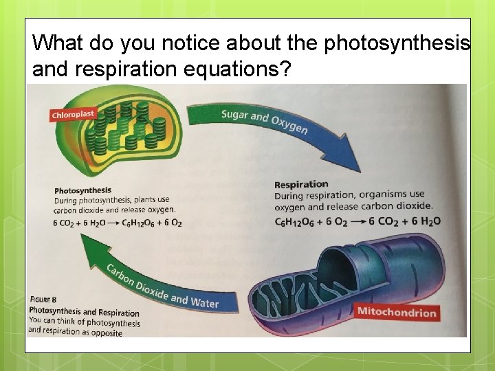 What do you notice about the photosynthesis and respiration equations? 
