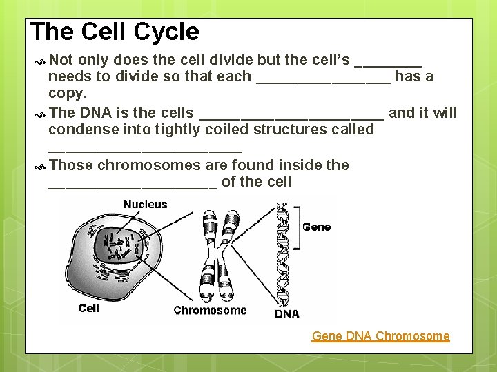 The Cell Cycle Not only does the cell divide but the cell’s ____ needs