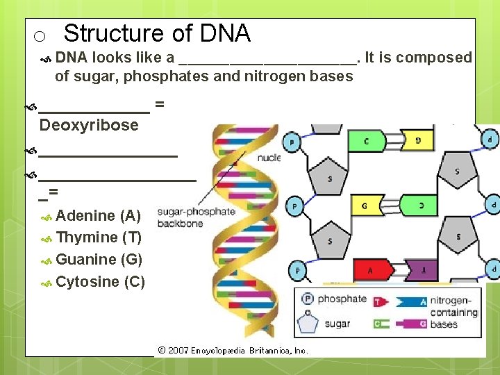 o Structure of DNA looks like a ___________. It is composed of sugar, phosphates