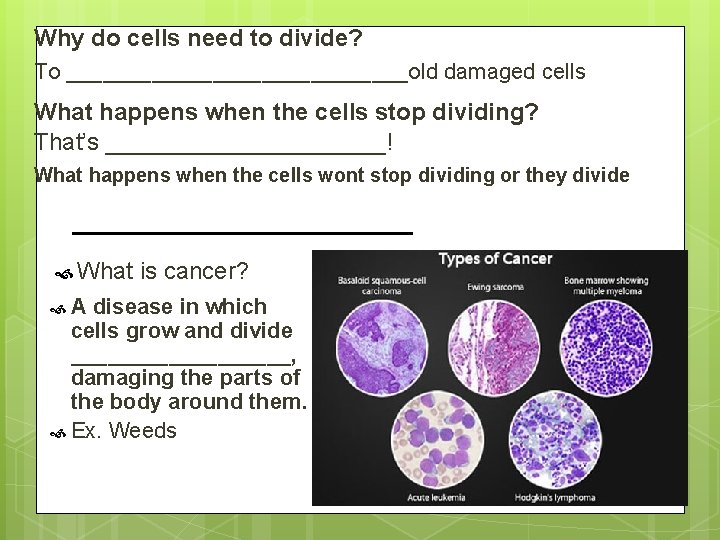 Why do cells need to divide? To ______________old damaged cells What happens when the