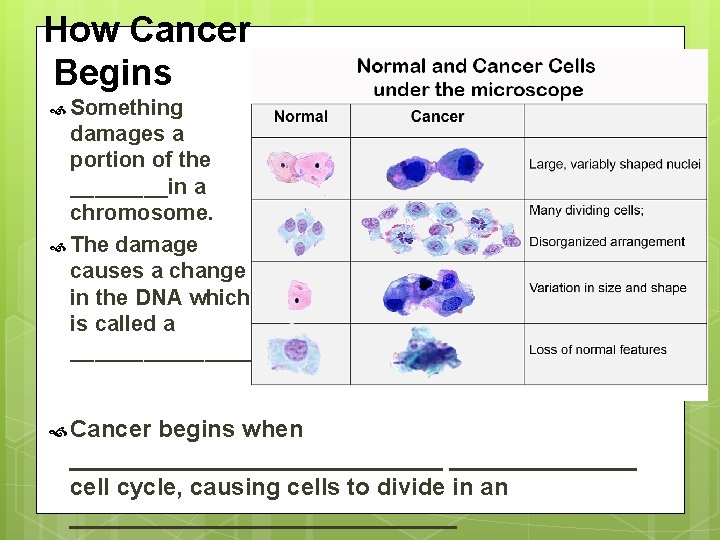 How Cancer Begins Something damages a portion of the ____in a chromosome. The damage