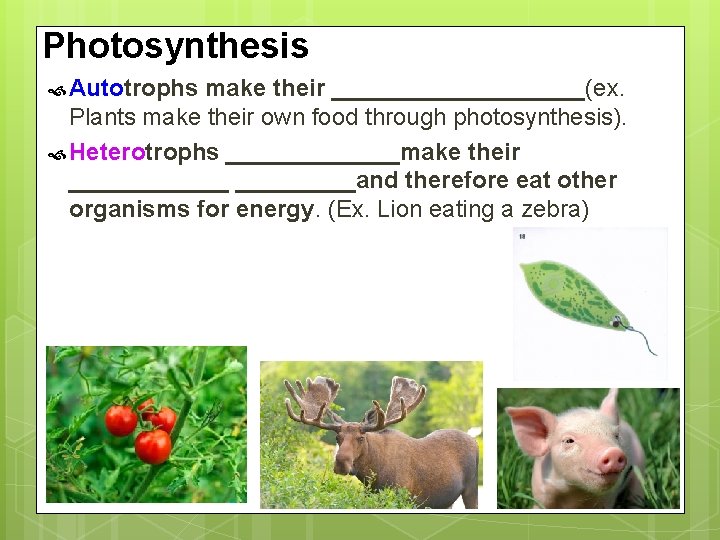 Photosynthesis Autotrophs make their __________(ex. Plants make their own food through photosynthesis). Heterotrophs _______make