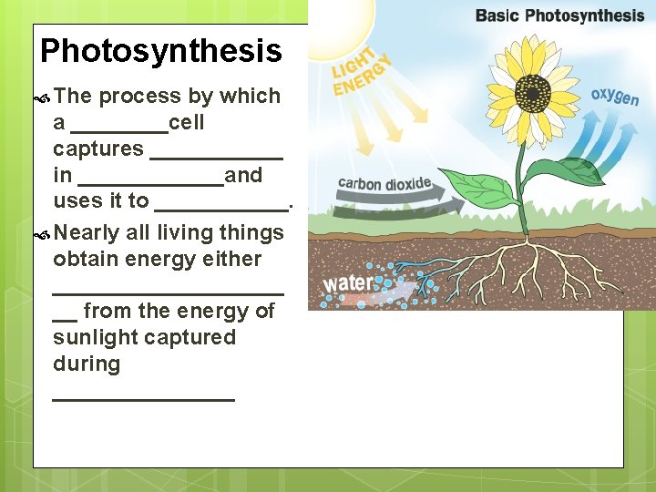 Photosynthesis The process by which a ____cell captures ______ in ______and uses it to