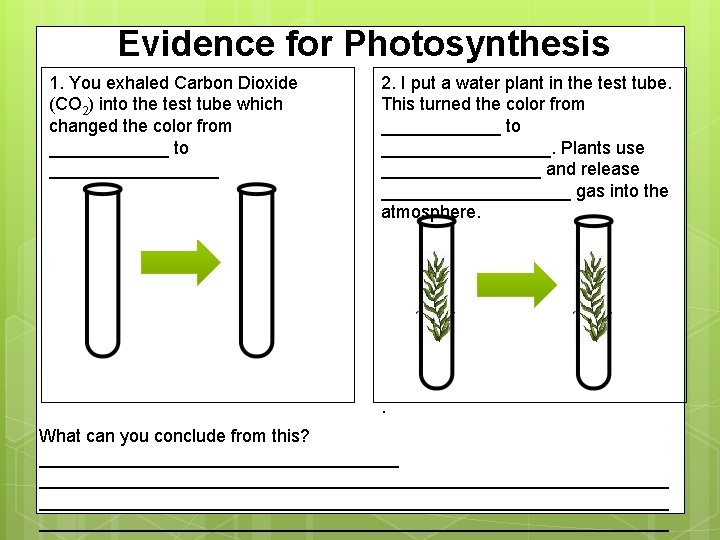 Evidence for Photosynthesis 1. You exhaled Carbon Dioxide (CO 2) into the test tube