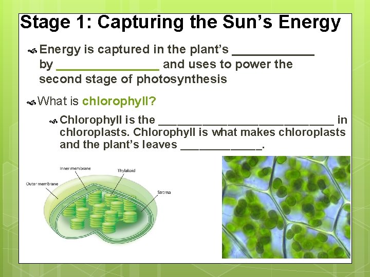 Stage 1: Capturing the Sun’s Energy is captured in the plant’s ______ by ________