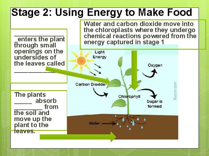 Stage 2: Using Energy to Make Food _______ _enters the plant through small openings
