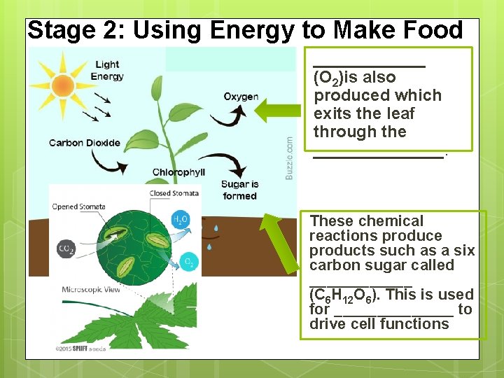 Stage 2: Using Energy to Make Food ______ (O 2)is also produced which exits