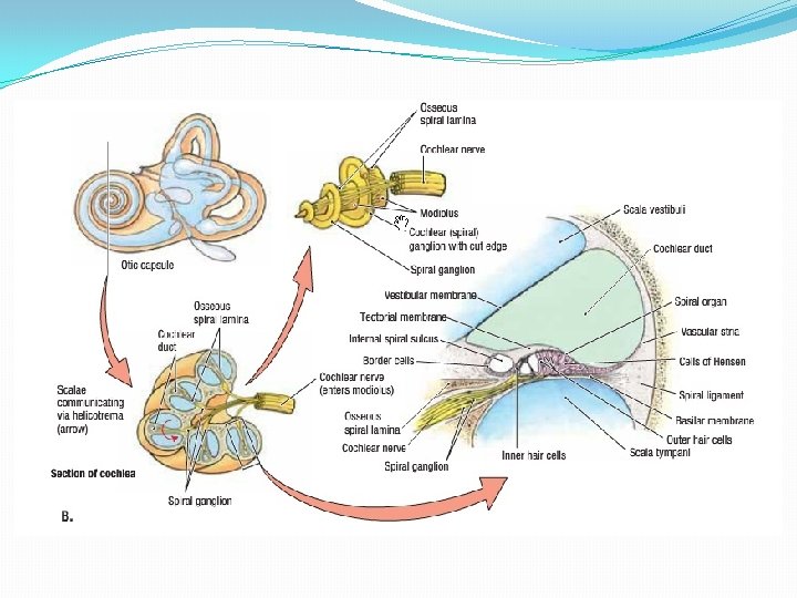 Anatomy Of The Ear By Dr Baseem N Anatomy Of The Ear By Dr Baseem N