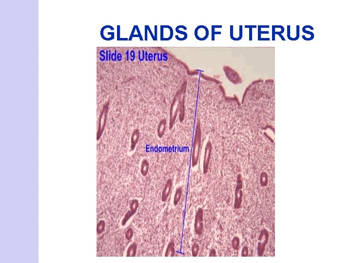 GLANDS OF UTERUS 