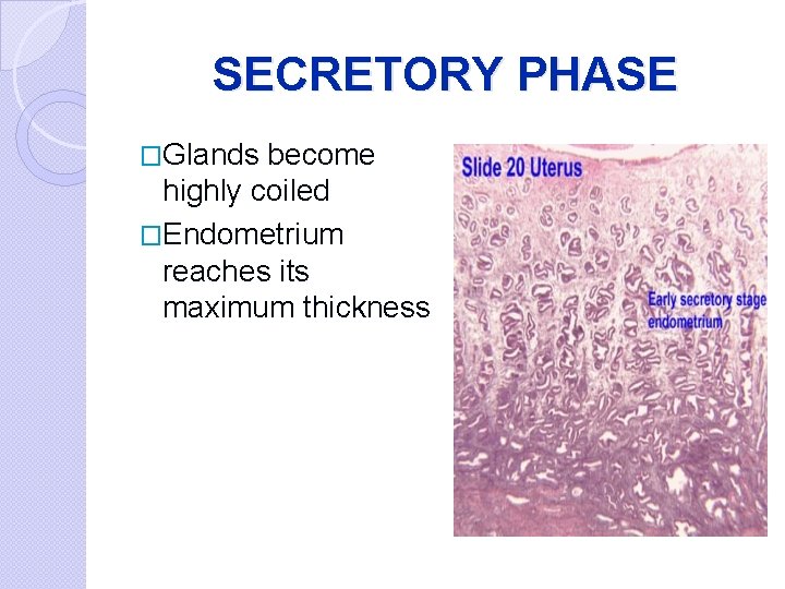 SECRETORY PHASE �Glands become highly coiled �Endometrium reaches its maximum thickness 