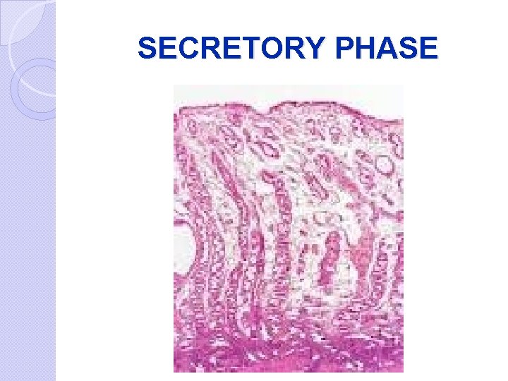 SECRETORY PHASE 