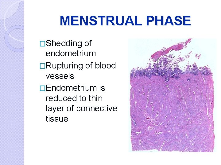 MENSTRUAL PHASE �Shedding of endometrium �Rupturing of blood vessels �Endometrium is reduced to thin