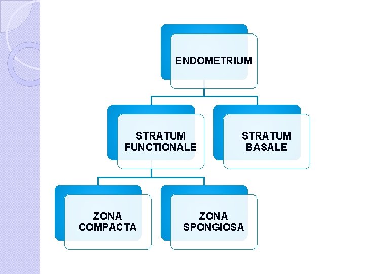 ENDOMETRIUM STRATUM FUNCTIONALE ZONA COMPACTA STRATUM BASALE ZONA SPONGIOSA 