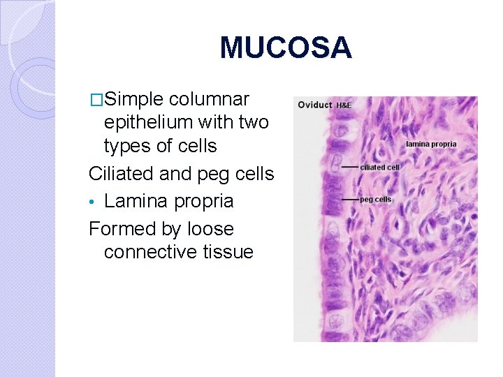 MUCOSA �Simple columnar epithelium with two types of cells Ciliated and peg cells •