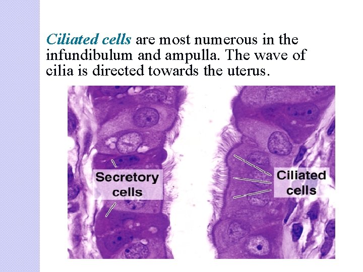 Ciliated cells are most numerous in the infundibulum and ampulla. The wave of cilia