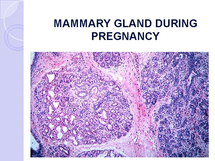 MAMMARY GLAND DURING PREGNANCY 