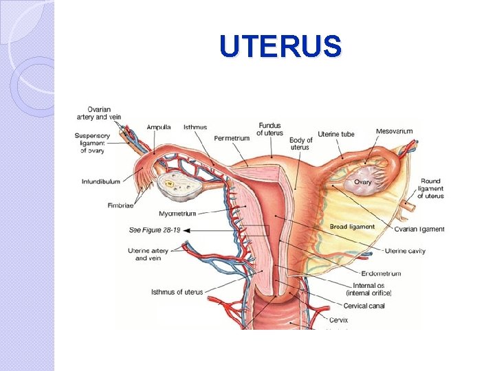 UTERUS 
