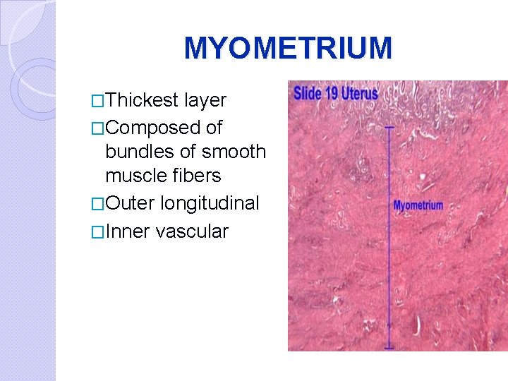 MYOMETRIUM �Thickest layer �Composed of bundles of smooth muscle fibers �Outer longitudinal �Inner vascular