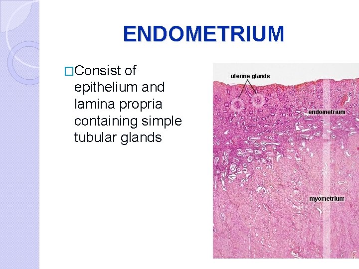 ENDOMETRIUM �Consist of epithelium and lamina propria containing simple tubular glands 