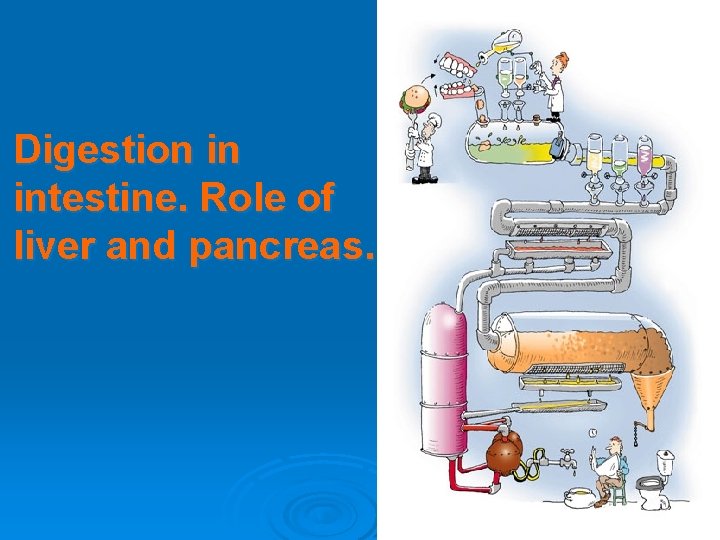 Digestion in intestine. Role of liver and pancreas. 