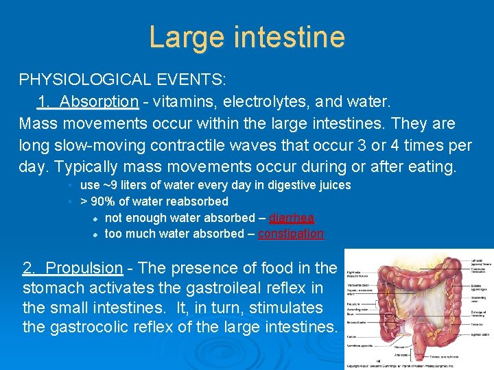 Large intestine PHYSIOLOGICAL EVENTS: 1. Absorption - vitamins, electrolytes, and water. Mass movements occur