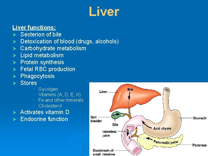 Liver functions: Ø Secterion of bile Ø Detoxication of blood (drugs, alcohols) Ø Carbohydrate