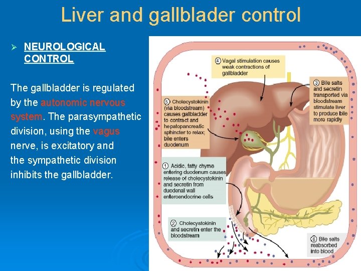 Liver and gallblader control Ø NEUROLOGICAL CONTROL The gallbladder is regulated by the autonomic