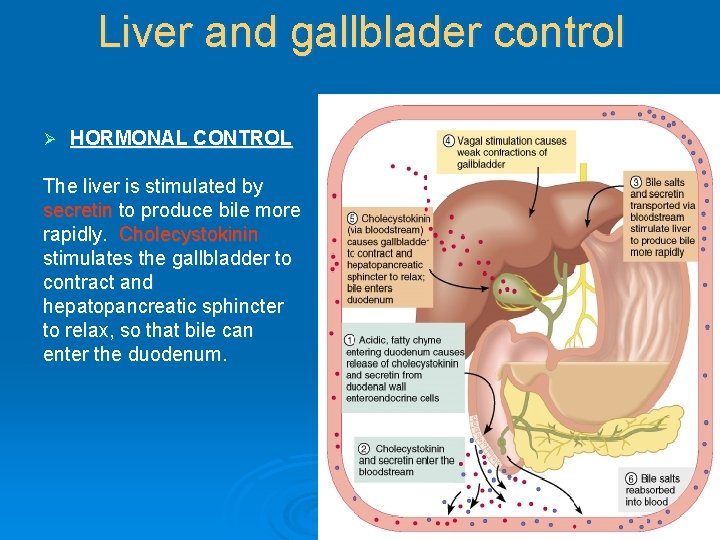 Liver and gallblader control Ø HORMONAL CONTROL The liver is stimulated by secretin to