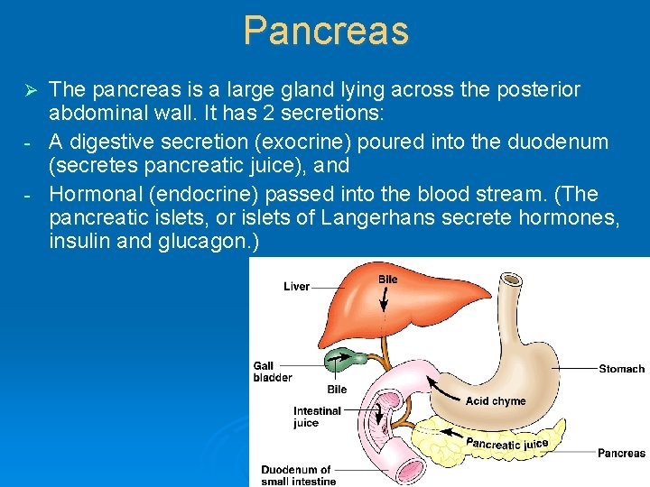 Pancreas The pancreas is a large gland lying across the posterior abdominal wall. It