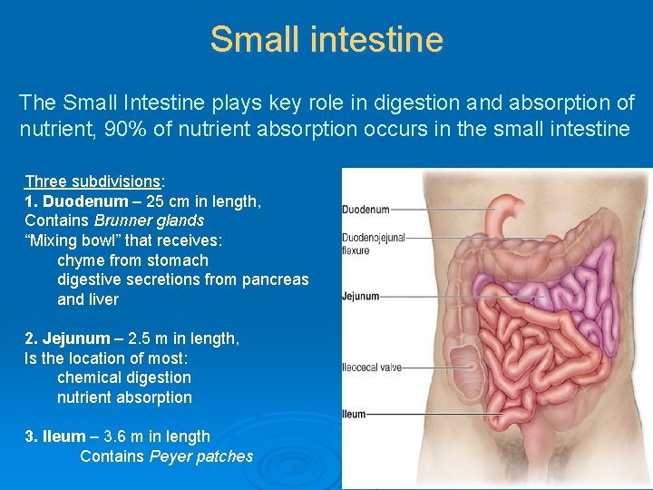 Small intestine The Small Intestine plays key role in digestion and absorption of nutrient,