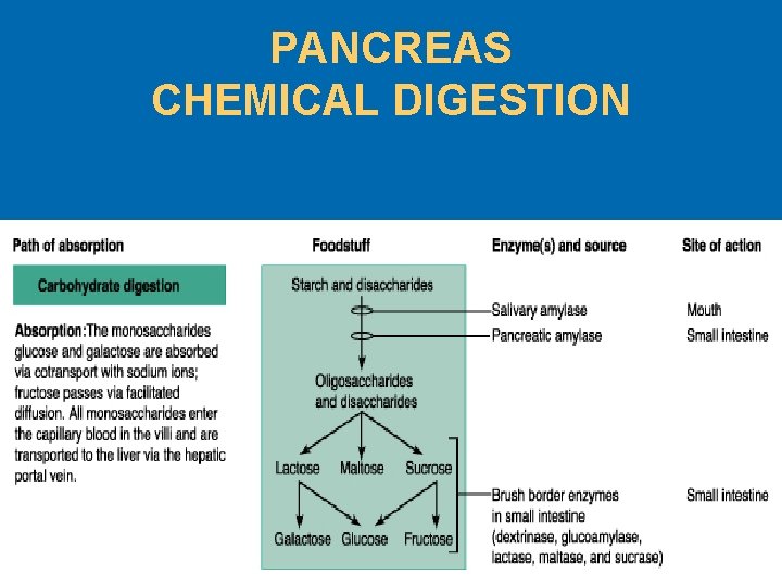 PANCREAS CHEMICAL DIGESTION 