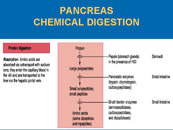 PANCREAS CHEMICAL DIGESTION 