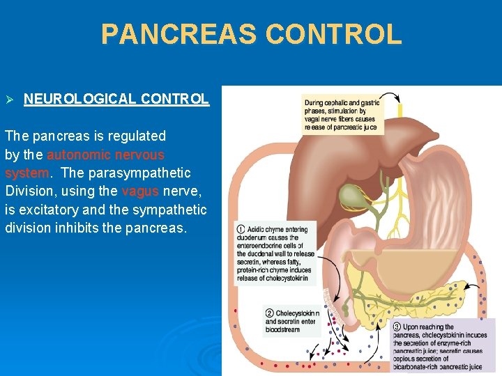 PANCREAS CONTROL Ø NEUROLOGICAL CONTROL The pancreas is regulated by the autonomic nervous system.