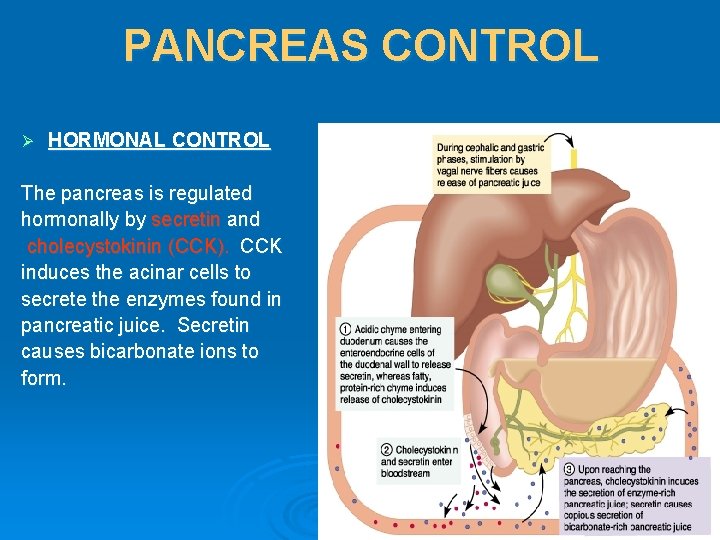 PANCREAS CONTROL Ø HORMONAL CONTROL The pancreas is regulated hormonally by secretin and cholecystokinin