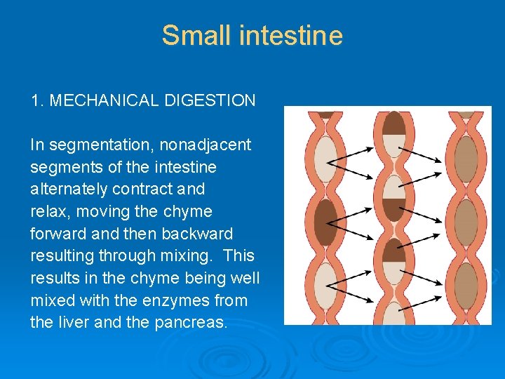 Small intestine 1. MECHANICAL DIGESTION In segmentation, nonadjacent segments of the intestine alternately contract