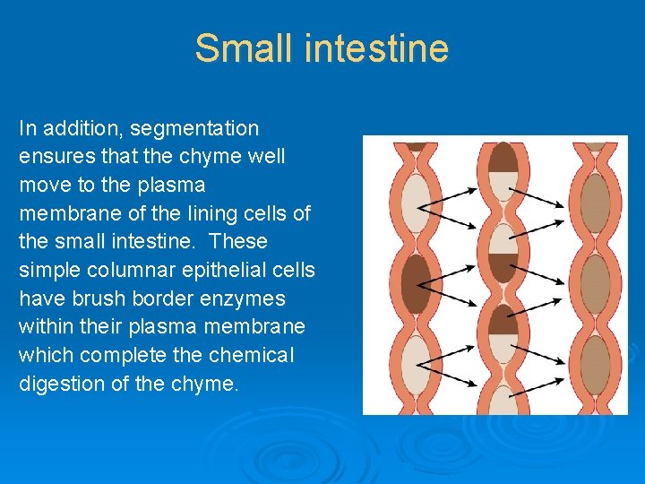 Small intestine In addition, segmentation ensures that the chyme well move to the plasma