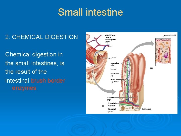 Small intestine 2. CHEMICAL DIGESTION Chemical digestion in the small intestines, is the result