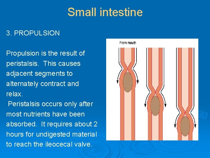 Small intestine 3. PROPULSION Propulsion is the result of peristalsis. This causes adjacent segments