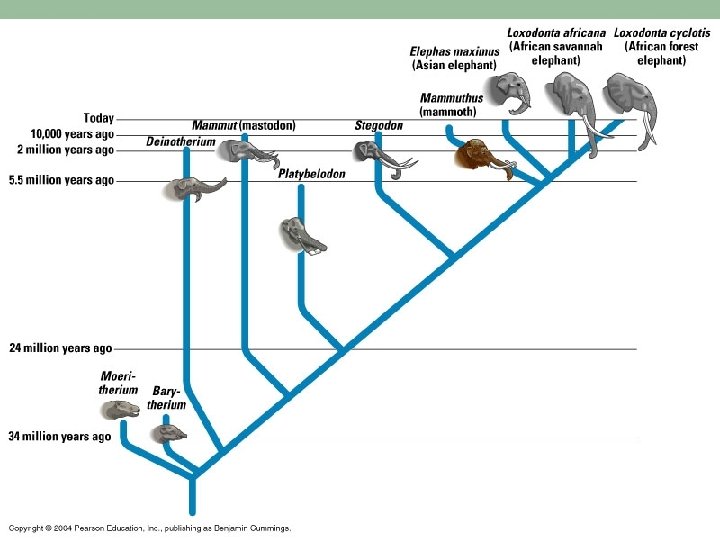 Elephant Evolution Modifications seen in newer species Older species replaced 