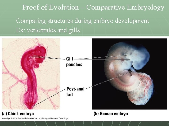 Proof of Evolution – Comparative Embryology Comparing structures during embryo development Ex: vertebrates and