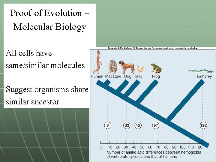 Proof of Evolution – Molecular Biology All cells have same/similar molecules Suggest organisms share