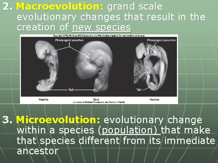 2. Macroevolution: grand scale evolutionary changes that result in the creation of new species
