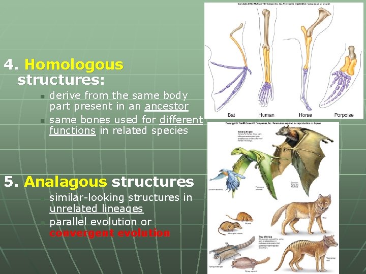 4. Homologous structures: n n derive from the same body part present in an