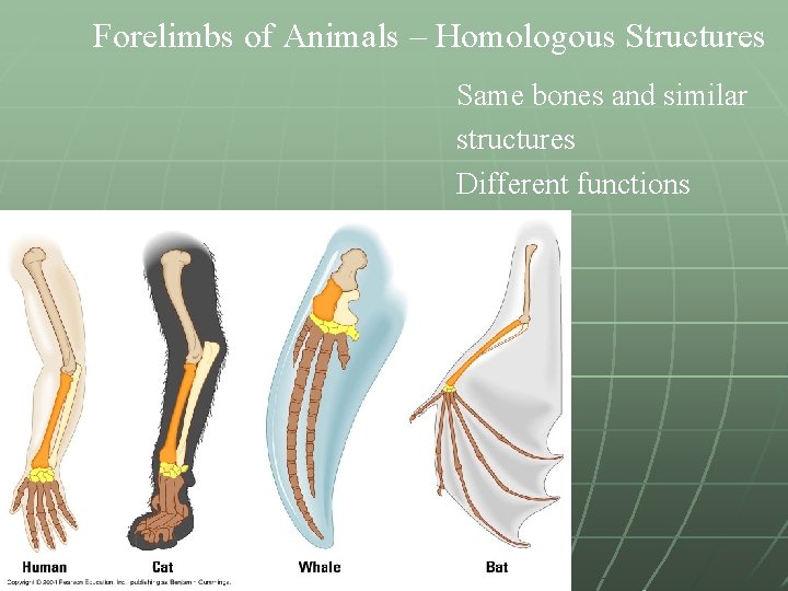 Forelimbs of Animals – Homologous Structures Same bones and similar structures Different functions 