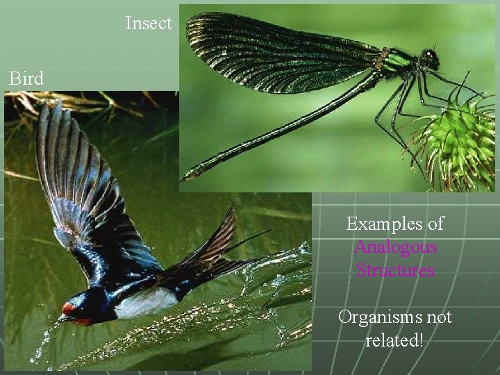 Insect Bird Examples of Analogous Structures Organisms not related! 